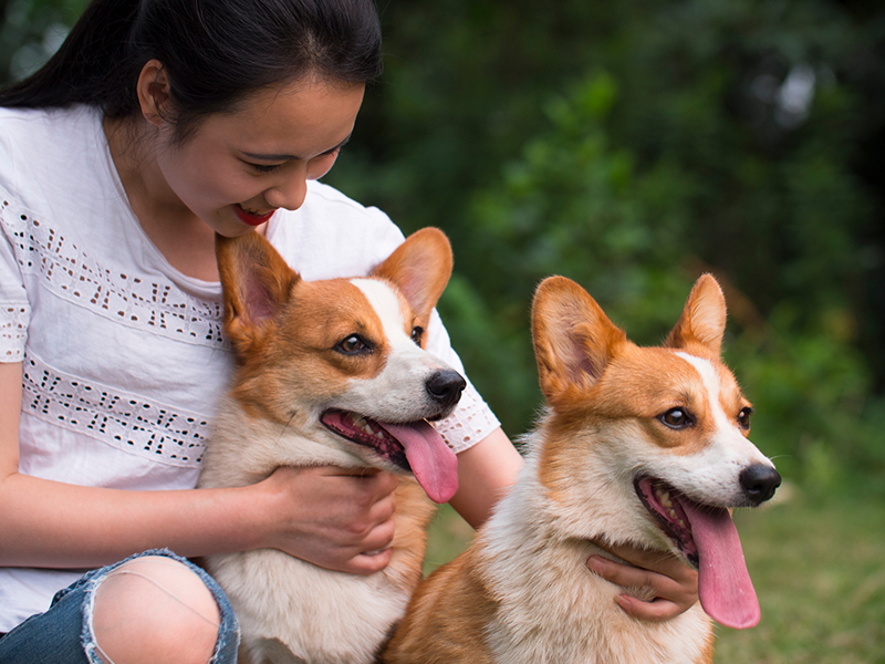 Lost and Found: UK's Largest Pet Reunification Database
