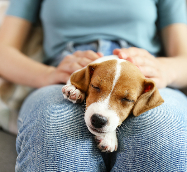 Umbraco.Cms.Infrastructure.PublishedCache.Property