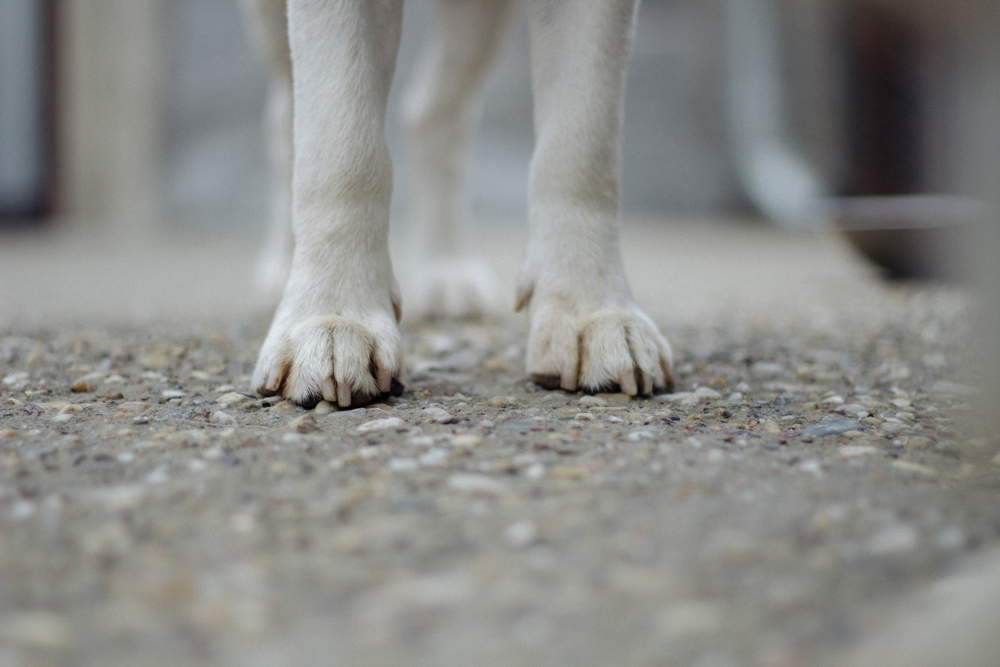Dog Feet shown on Tarmac