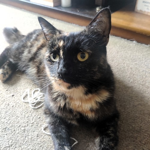 Petlog Premium Cat Upgrade Petlog